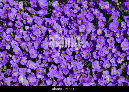 Aubretia, Aubrieta sp., farbenfrohe, Mauve, violett Frühjahr Blumen auf einem Garten, Steingarten, Berkshire, März Stockfoto