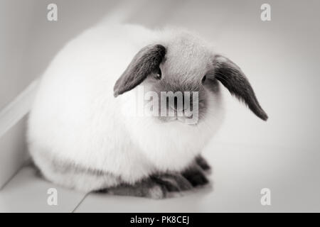 Mini Lop Kaninchen Stockfoto