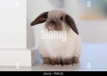 Mini Lop Kaninchen Stockfoto