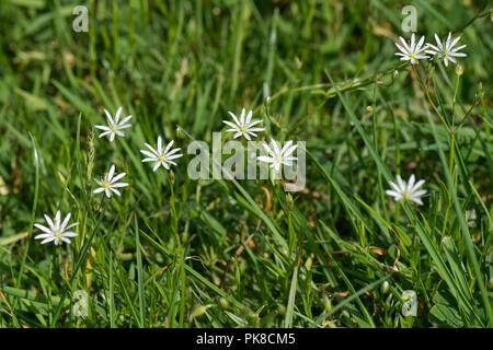 Weniger Sternmiere, gemeinsame starwort, Stellaria graminea, zarten weißen Blüten im Grünland, Berkshire, Juni Stockfoto