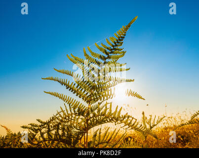 Pteridium aquilinum (Adlerfarn, Bremse oder gemeinsamen bracken), auch bekannt als Eagle Farn und Östlichen brakenfern, hinterleuchtet, bei Sonnenaufgang auf Gran Canaria Stockfoto