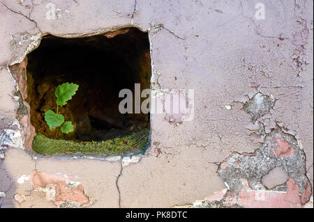 Kleine, aber starke grüne Pflanze innerhalb der Mauer wächst, Platz auf der rechten Seite kopieren Stockfoto