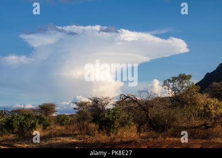 Tsavo West Nationalpark in Kenia Stockfoto