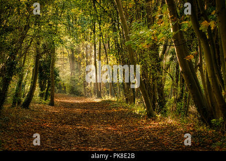 Einen ruhigen Spaziergang durch die Wälder von Clare Country Park Stockfoto