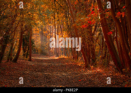 Einen ruhigen Spaziergang durch die Wälder von Clare Country Park Stockfoto