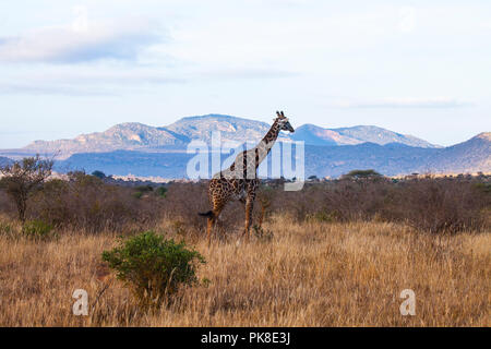 Giraffe im Tsavo West National Park Kenia. Stockfoto