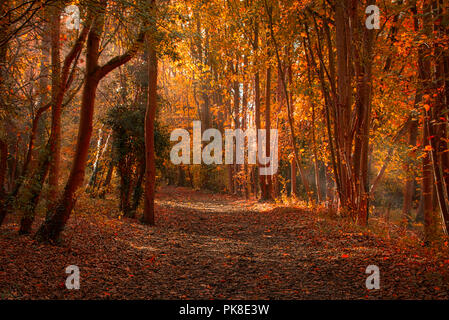 Einen ruhigen Spaziergang durch die Wälder von Clare Country Park Stockfoto