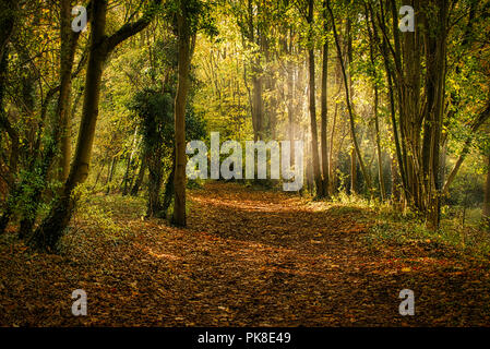 Einen ruhigen Spaziergang durch die Wälder von Clare Country Park Stockfoto