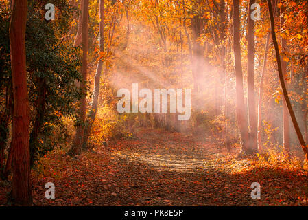 Einen ruhigen Spaziergang durch die Wälder von Clare Country Park Stockfoto