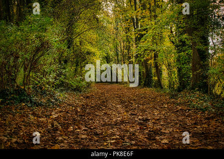 Einen ruhigen Spaziergang durch die Wälder von Clare Country Park Stockfoto