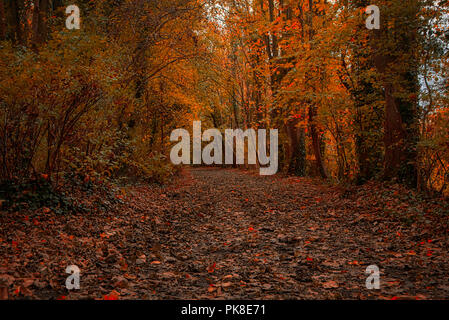 Einen ruhigen Spaziergang durch die Wälder von Clare Country Park Stockfoto