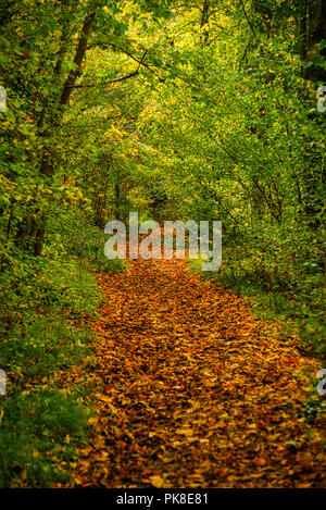Einen ruhigen Spaziergang durch die Wälder von Clare Country Park Stockfoto