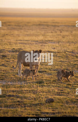 Mama lion ersucht die übrigen vier Jungen aus dem offenen Raum zum Rückzug in den Busch - eine große Menge von Safari Maschinen ihr abzulenken. Amboseli Nati Stockfoto