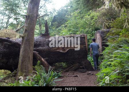 Ein junger Mann zu Fuß durch einen Schnitt in einer gefallenen Baum auf einem Trail am Cape Perpetua in Oregon, USA. Stockfoto
