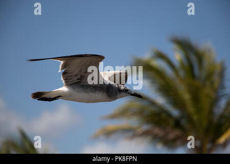 Möwe das Fliegen in der Luft mit einer Palme im Hintergrund. Vogel fliegen über einen Strand im Sommer. Stockfoto