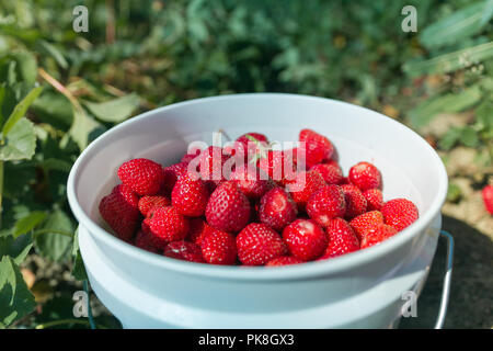 Eimer mit frisch gepflückten Erdbeeren Stockfoto