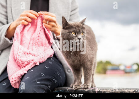 In der Nähe von Frau Hände stricken rosa Wolle hat mit Nadel, nächsten ist eine schöne graue Katze vor dem Hintergrund des Meeres im sonnigen Herbsttag Stockfoto