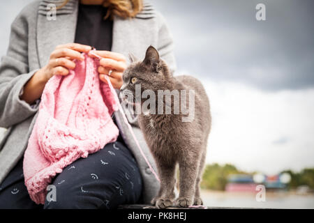 In der Nähe von Frau Hände stricken rosa Wolle hat mit Nadel, nächsten ist eine schöne graue Katze vor dem Hintergrund des Meeres im sonnigen Herbsttag Stockfoto