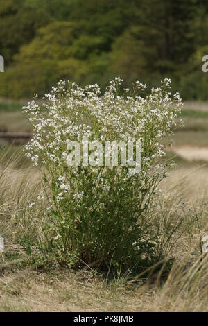 Meer Rettich (Raphanus raphanistrum ssp. Maritimus - weiße Form) Stockfoto