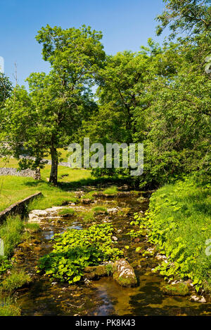 England, Yorkshire, Wharfedale, Hubberholme, Grau Gill, frei fließenden Strom im Sommer bei Stubbing Brücke Stockfoto