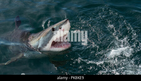 Great White Shark, Carcharodon carcharias, mit offenen Mund. Great White Shark (Carcharodon carcharias) im Wasser des Ozeans einen Angriff. Jagd auf eine große Wh Stockfoto