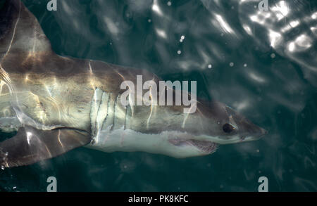 Der weiße Hai Unterwasser. Weißer Hai (Carcharodon Carcharias) in das Wasser des Pazifischen Ozeans in der Nähe der Küste von Südafrika Stockfoto