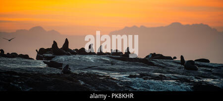 Dichtungen Silhouetten gegen einen Sonnenaufgang auf dem Seal Island, Seal Island auf den Sonnenaufgang. Kap Fell Dichtung (Arctocephalus pusilus). Die False Bay, Südafrika Stockfoto