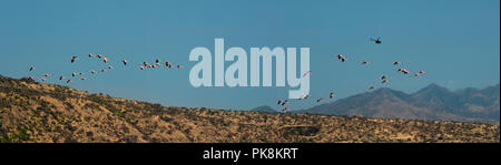 Der Hubschrauber flieswith eine Schar von Flamingos. Natron Tansania. Stockfoto