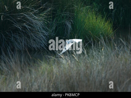 Snowy Egret:: Egretta thula Stockfoto