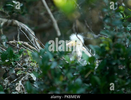 Snowy Egret:: Egretta thula Unreif in Kolonie auf Ocracoke Island. Stockfoto