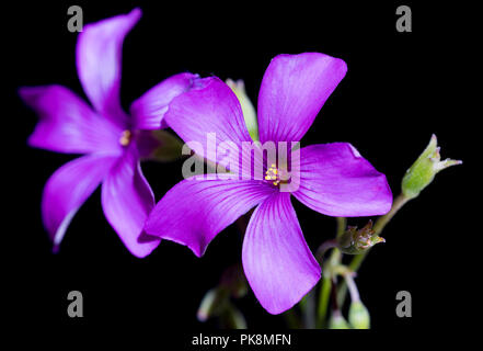 Single Lila Blume Sauerklee (Oxalis), Makro auf schwarzem Hintergrund im Herbst in Großbritannien. Stockfoto