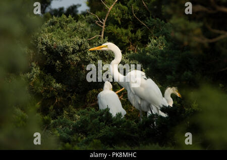 Snowy Egret:: Egretta thula Unreif in Kolonie auf Ocracoke Island. Stockfoto