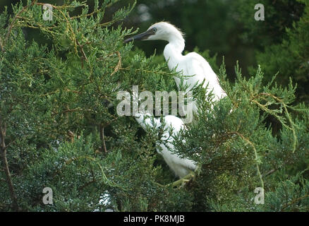 Snowy Egret:: Egretta thula Unreif in Kolonie auf Ocracoke Island. Stockfoto