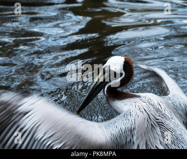 Brown pelican das Leben zu genießen. Stockfoto