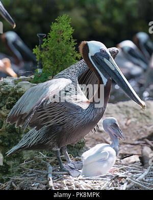 Brown pelican das Leben zu genießen. Stockfoto