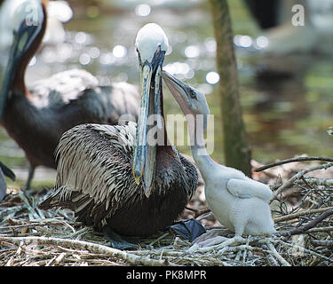 Brown pelican Baby das Leben zu genießen. Stockfoto