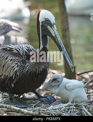 Brown pelican, mit Ihrem Baby das Leben zu genießen. Stockfoto