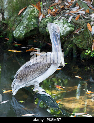 Brown pelican juvenile Vogel durch das Wasser thront auf einem Baumstamm mit einem Hintergrund von Felsen und Moos das Leben zu genießen. Stockfoto