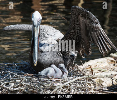 Brown pelican mit ihrer Jungen und das Leben zu genießen. Stockfoto