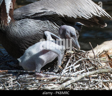 Brown pelican Baby das Leben zu genießen. Stockfoto