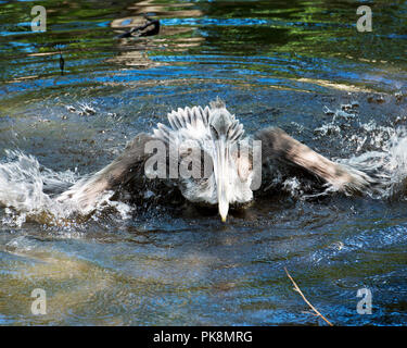 Braunpelikan im Wasser und das Leben zu genießen. Stockfoto