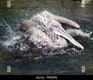 Braunpelikan im Wasser und das Leben zu genießen. Stockfoto