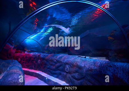 Ozean Tunnel - ein Unterwasser Besucher Attraktion im Loch Lomond Sea Life Aquarium erlaubt dem Besucher das Meer Kreaturen aus der Nähe zu bewundern. Stockfoto