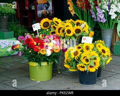 Sonnenblumen und anderen Blüten für den Verkauf auf eine Blume in der Viktualienmarkt, täglich ein Lebensmittelmarkt und ein Platz im Zentrum von München, Deutschland. Stockfoto