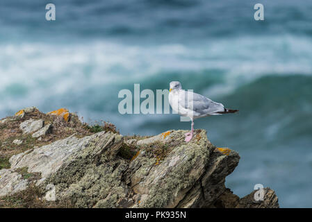 Eine gemeinsame Seagull sich auf Felsen. Larus canus. Stockfoto