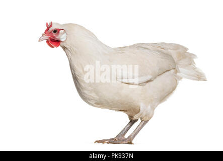 La Fleche Huhn stehend gegen weißen Hintergrund Stockfoto