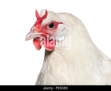 La Fleche Huhn vor weißem Hintergrund Stockfoto