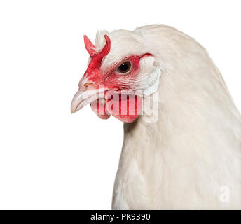 La Fleche Huhn vor weißem Hintergrund Stockfoto