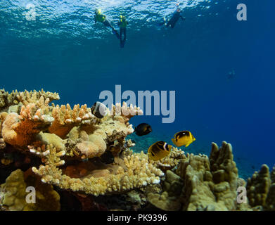 Schnorchler Genießen der schönen, gesunden Korallen und Fische auf dem Riff in Insel Makatea, Französisch Polynesien Stockfoto