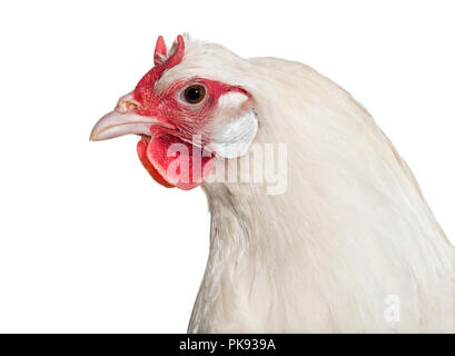 La Fleche Huhn vor weißem Hintergrund Stockfoto